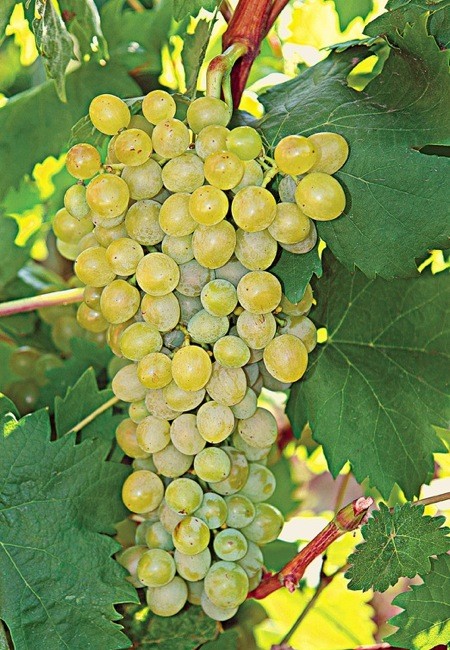 Grapes from Athiri variety