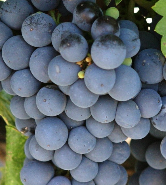 Grapes from Cabernet-Sauvingon variety