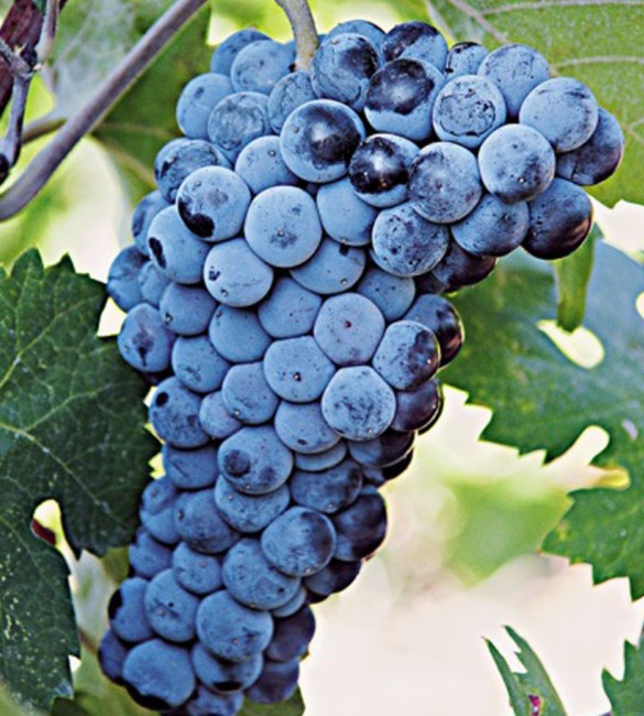 Grapes from Limnio variety
