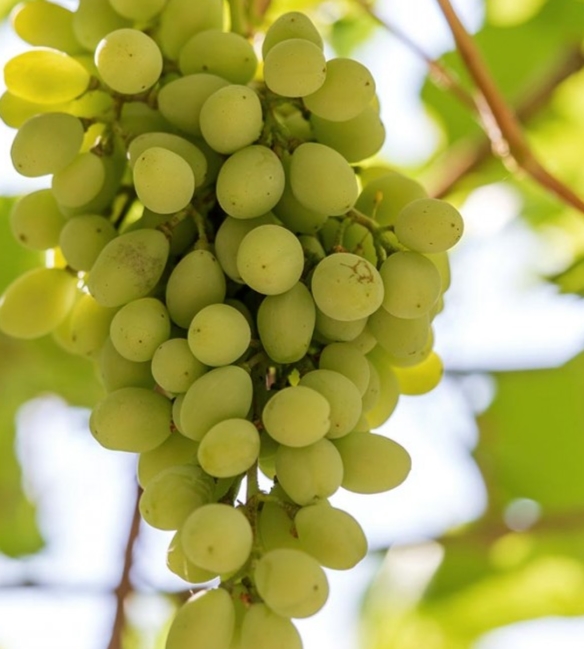 Grapes from Malagouzia variety