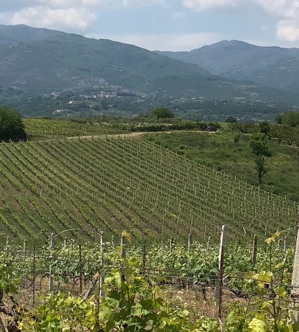 Vineyards and mountain