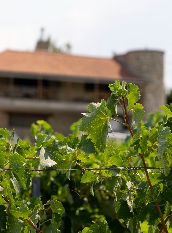 Vineyards and building on background