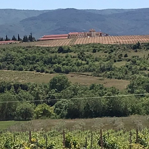Vineyards and building in the far back