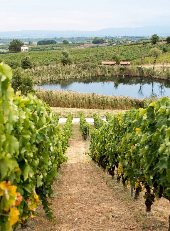 Vineyards with a pond on the background