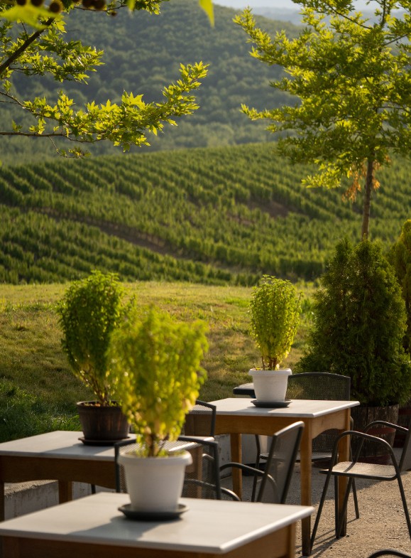 Tables on the yard with the vines on the background