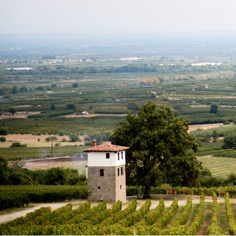 Vineyard with traditional house