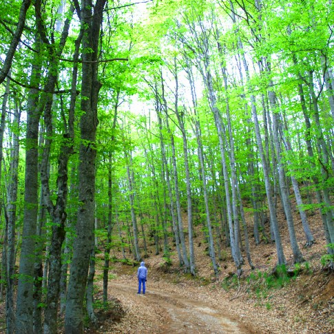Man walking on a trail in beech tree forest