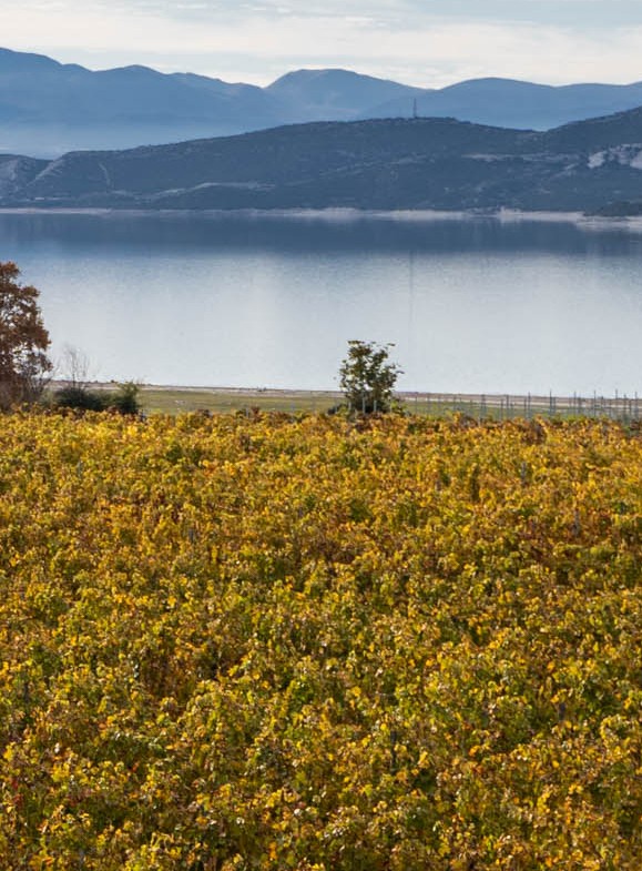 Vines with lake background