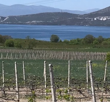 Vineyards and lake on background