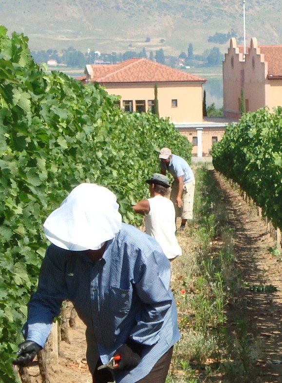 Three people working on the vines with the Alpha Estate on the background