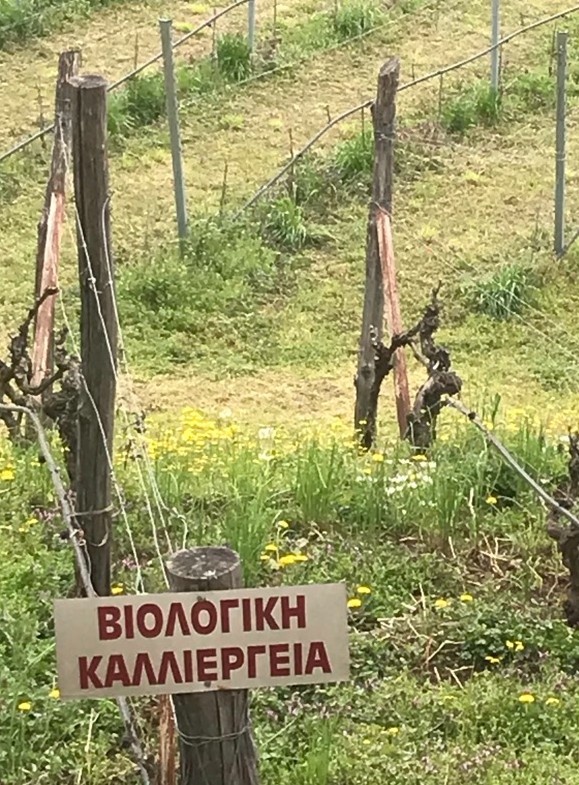 Bio vineyard in Dalamara Estate