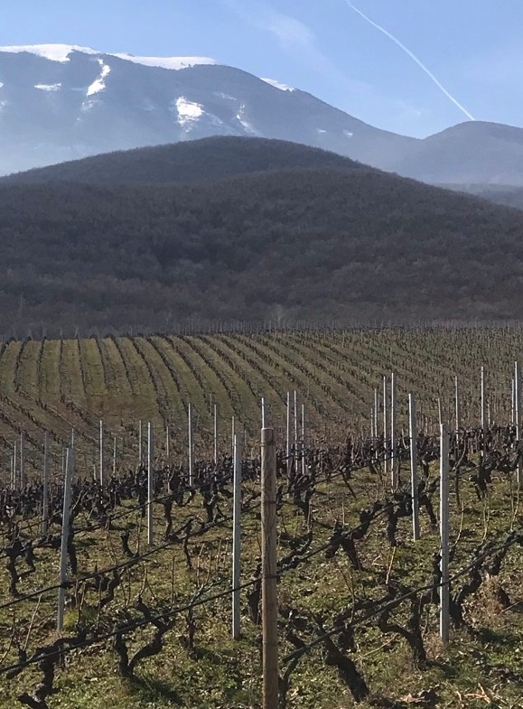 Winter vineyards in Naoussa with snowed Mount Vermion on the background