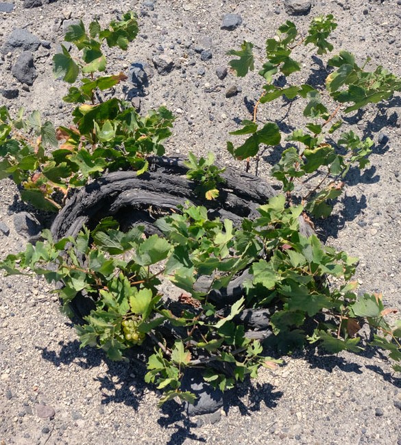 Grapes from Assyrtiko variety