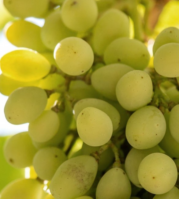 Grapes from Xinomavro variety