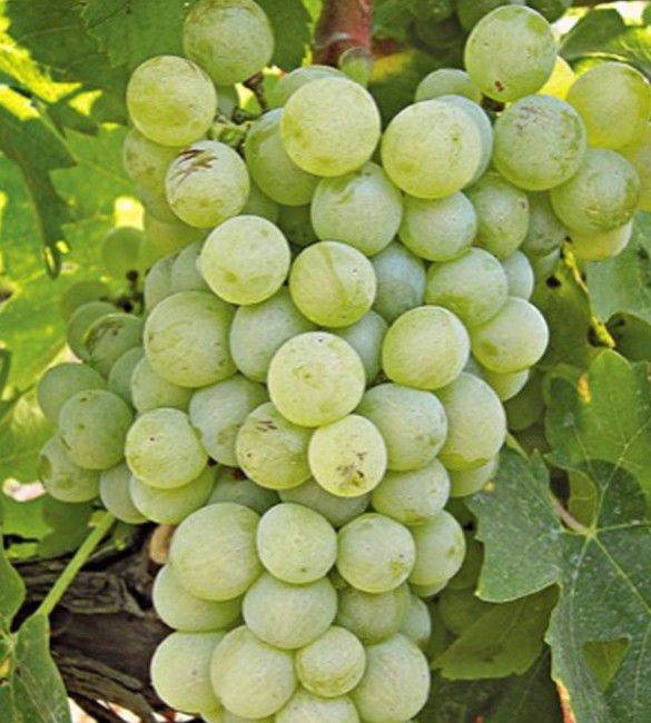 vineGrapes from Debina varietyyards