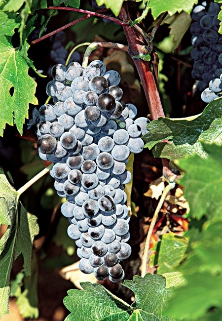 Grapes from Mavroudi variety