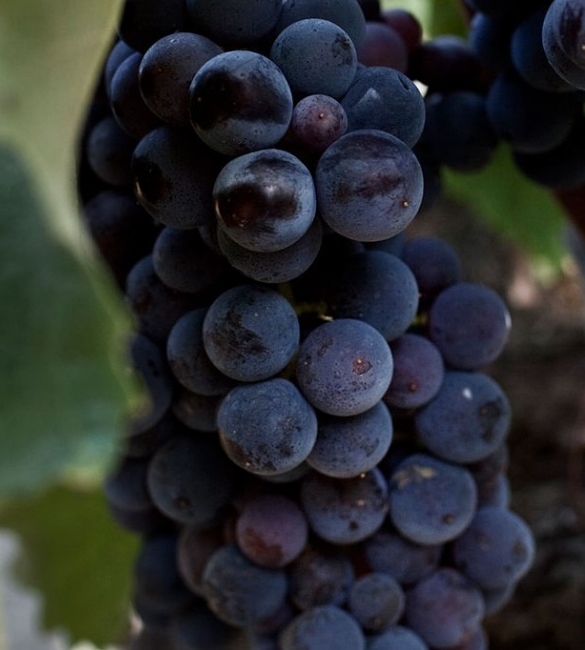 Grapes from Chardonnay variety