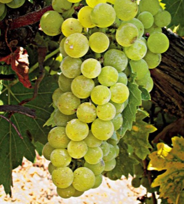 Grapes from Merlot variety