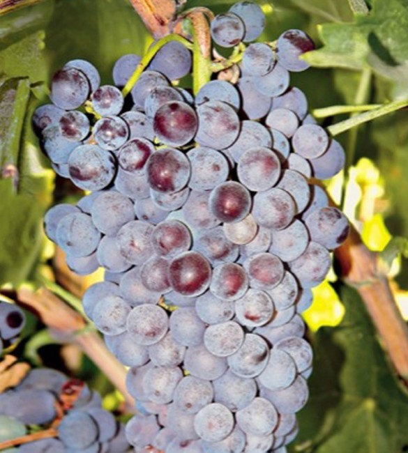 Grapes from Negoska variety