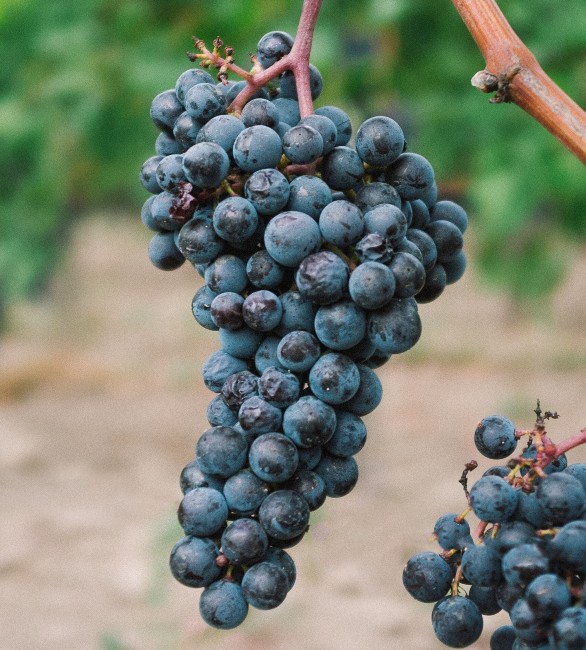 Grapes from Pamidi variety