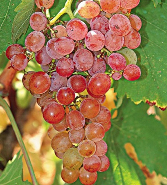 Grapes from Roditis variety