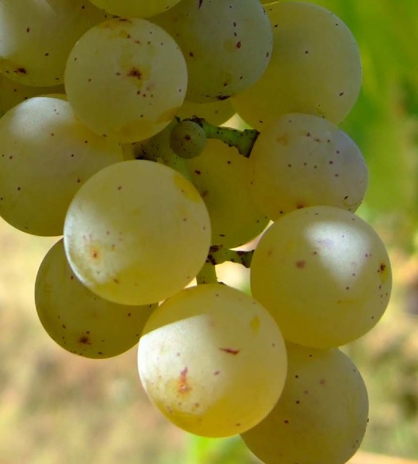 Grapes from Muscat of Alexandria variety