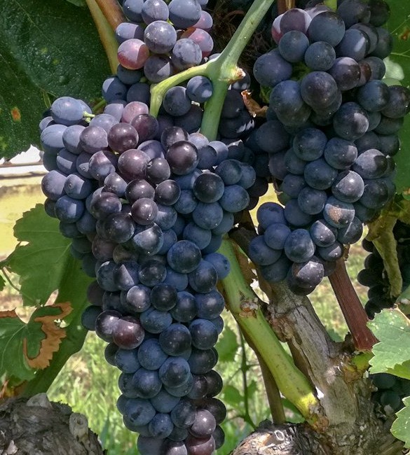 Grapes from Sauvignon Blanc variety