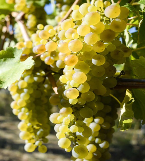Grapes from Syrah variety