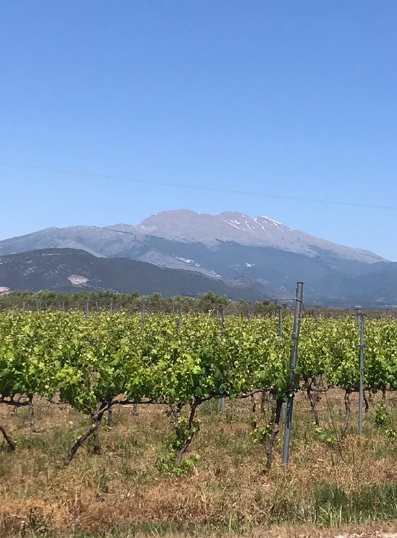 Wooden wine racks with old wine bottles