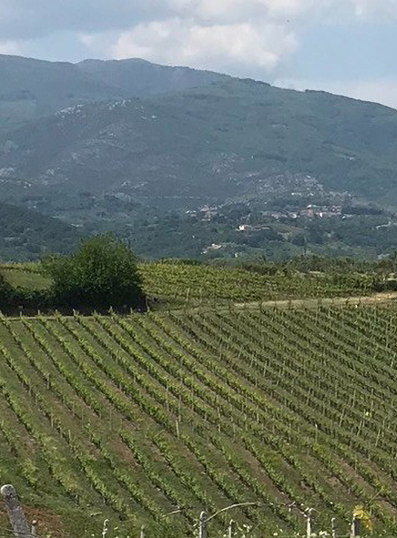 Vineyards and mountain on background