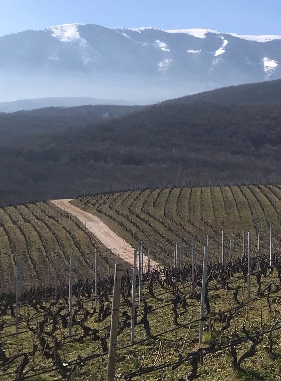inter vineyard and snowy mountain