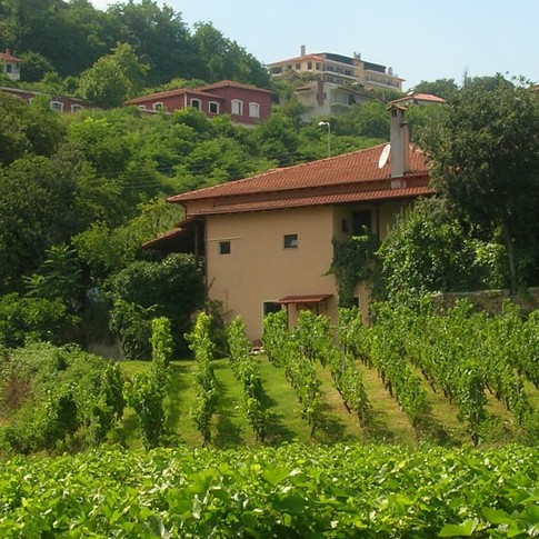 Vines and houses on background