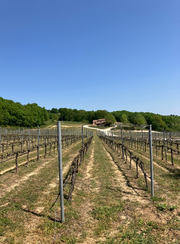 Newly sprung vineyards and small winery building at the back