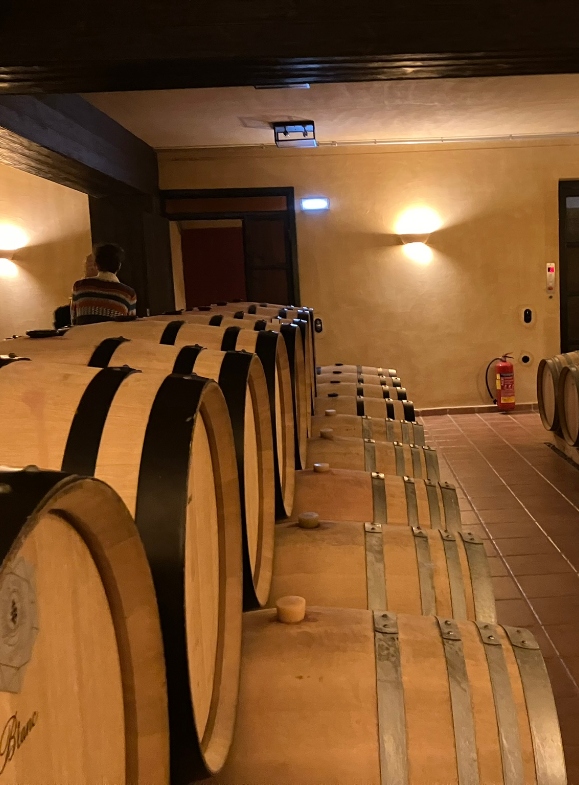 Wine cellar of winery with wooden wine barrels