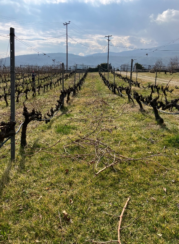 Argatia vineyard with a backdrop of Vermion mountains