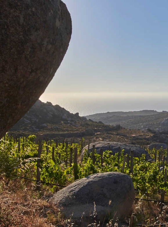 Vineyard in Paros amid the “volakes” , big boulders