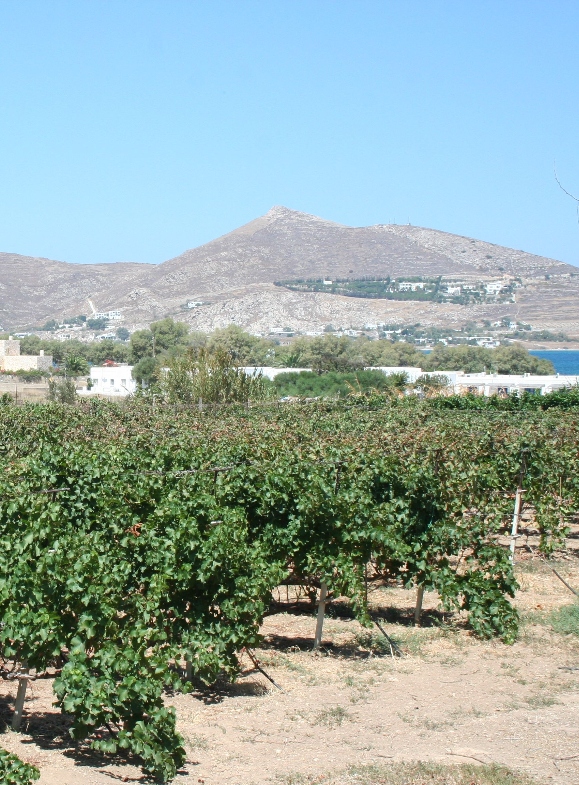 Vineyard in Paros next to typical cycladic home and Mediterranean sea
