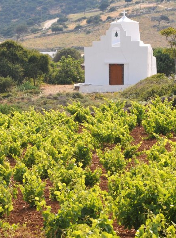 Vineyard in Cyclades next to a small white church