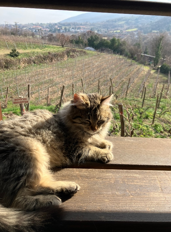 Vineyard cat 