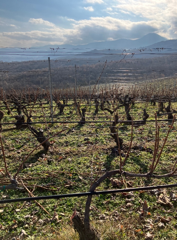Bare vineyards in the winter